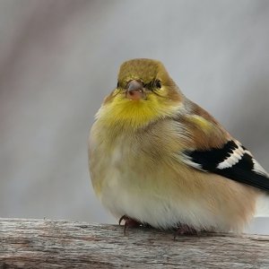 Goldfinch