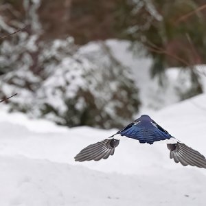 Blue Jay