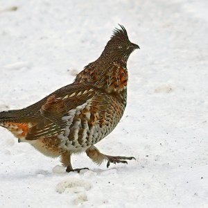 Ruffed Grouse