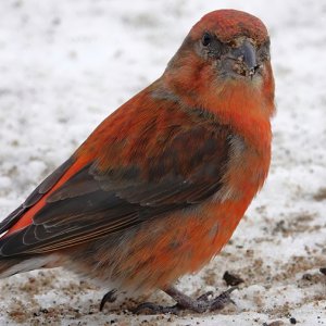 Red Crossbill