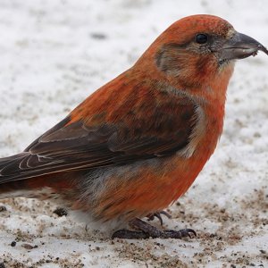 RedCrossbill