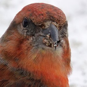 RedCrossbill