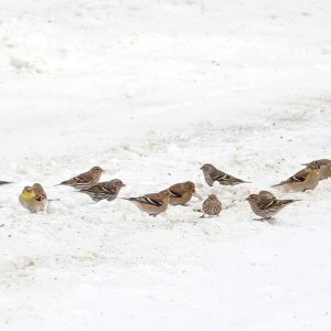 Siskins u Goldfinches