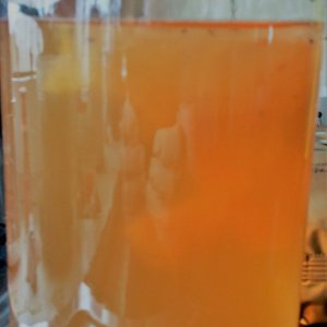 Scoby 1,5 L