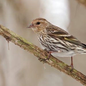 PineSiskin