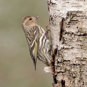 PineSiskin