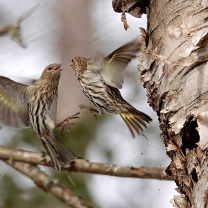 PineSiskin