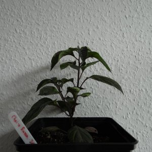 Cheiro Roxa.JPG