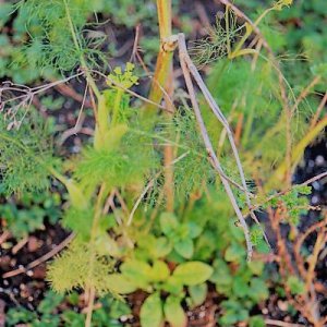 Fenchel