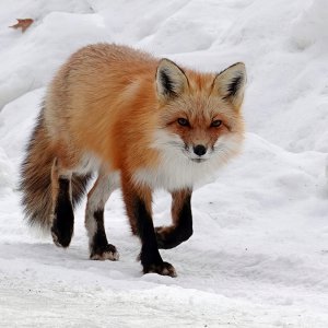 Fuchs