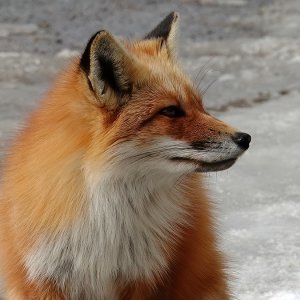 Fuchs