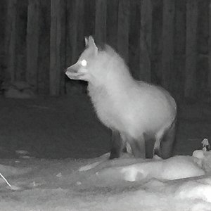 Fuchs im Garten