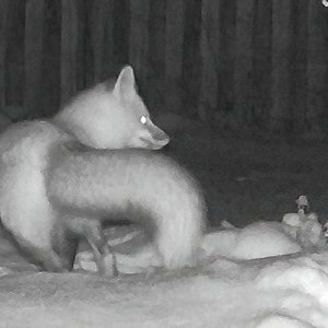 Fuchs im Garten