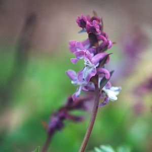 Corydalis clava