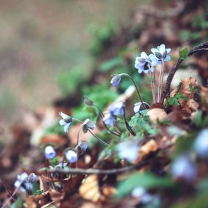 Semiaquilegia