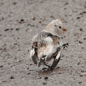 Snow Bunting