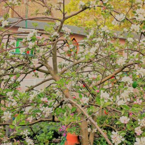 Apfelbaum Idar Red und Delicius