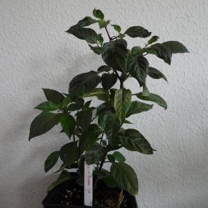 Cheiro Roxa.JPG