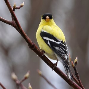 American Goldfinch