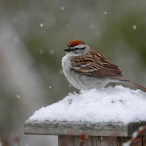 Chipping Sparrow