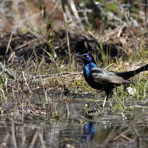 Grackle am Biberdamm