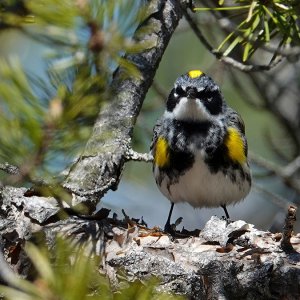 Myrtle Warbler