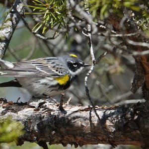 Myrtle Warbler