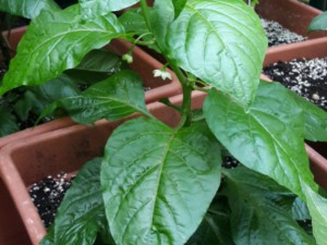 20160602 Scotch Bonnet MOA Red