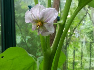 20160602_Auberginenblüte