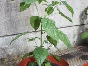 AJI BENITO (2)