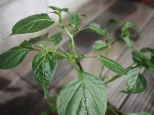 AJI BENITO (5)