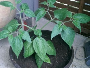 Rocoto 3 Juni