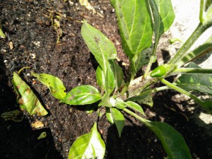 Erste Blüten und Früchte an der "Scotch Bonnet"