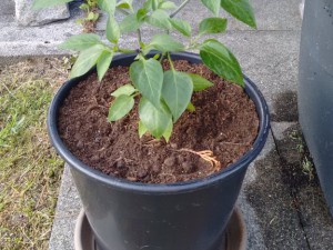 Jalapeno Experiment