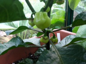 20160607 Tobago Seasoning Beeren 3