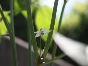 Aji Benito