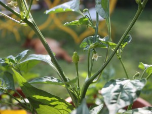 Aji Benito Frucht