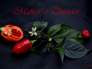 Matteo´s Thunder