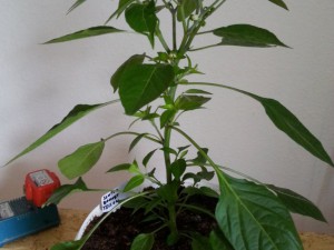 Gr Scotch Bonnet Gelb Von Dehner