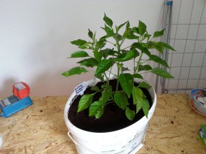 Kl Scotch Bonnet Gelb Von Dehner