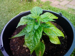 Freiland Habanero