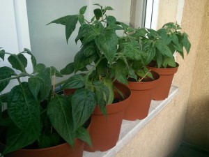 Rocoto Balkon 24.6