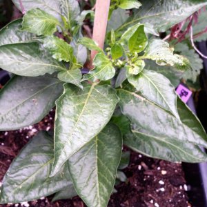 Bhut Strain II x Lotah Bih F3 (2).jpg