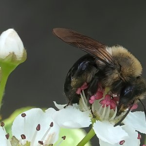 Biene auf Chokeberry