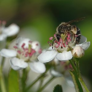 Biene auf Chokeberry