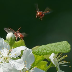 Insektenflug