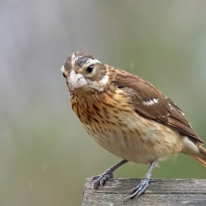 Rose-breasted Grosbeak Female