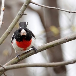 Rose-breasted Grosbeak