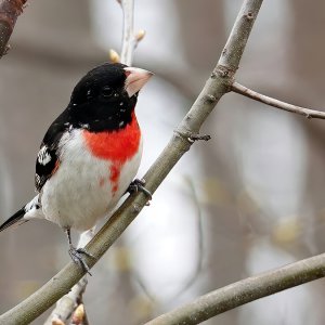 Rose-breasted Grosbeak