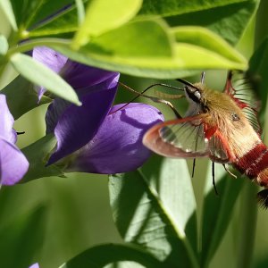 Hummingbird Clearwing Moth